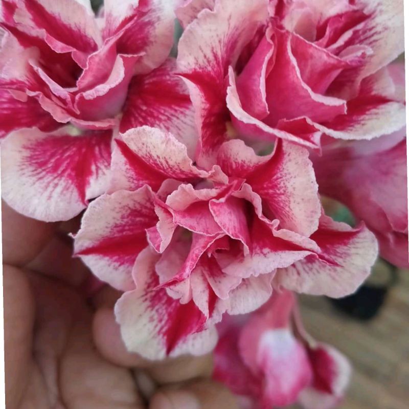 adenium tumpuk/kamboja jepang id terbaru