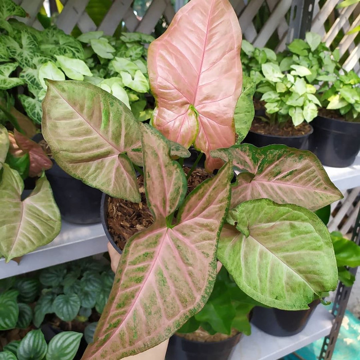 Tanaman Hias syngonium pink - Singonium - Keladi merah