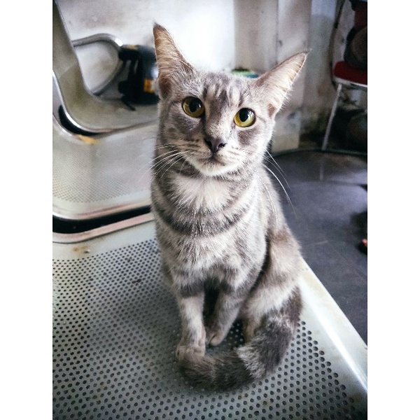kucing anakan