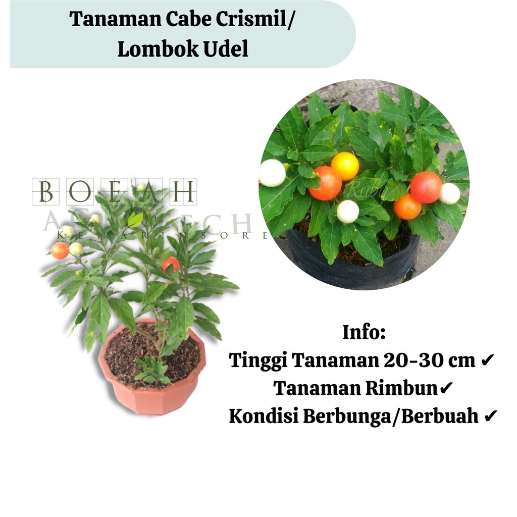 Bibit Cabe Crismil/Krismil/Lombok Udel