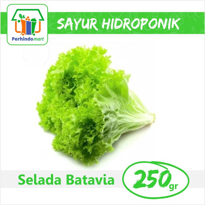

Sayur Selada Batavia Keriting (Surabaya & Sidoarjo)