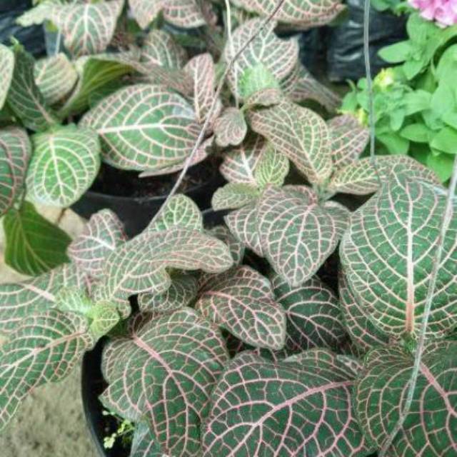  tanaman hias episcia mutiara  episia mutiara  Shopee 