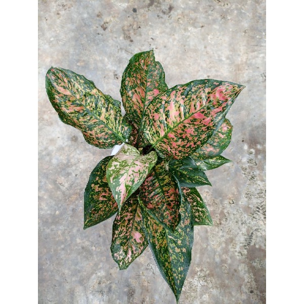 Aglaonema Ruby Dimanit