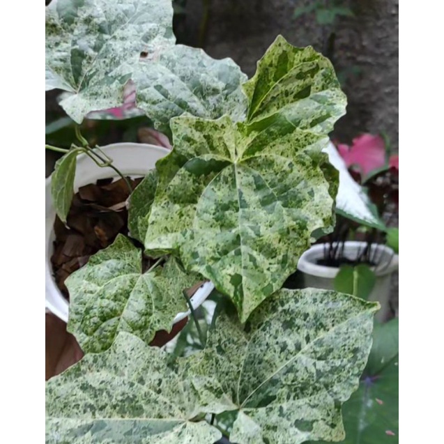 thunbergia grandiflora variegata