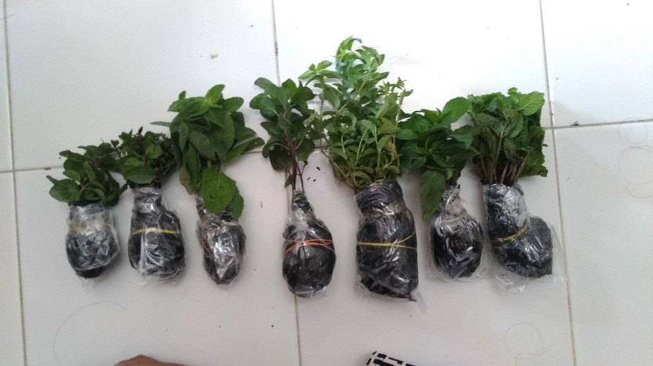 Mentha Spicata - Spearmint - Tanaman Spearmint