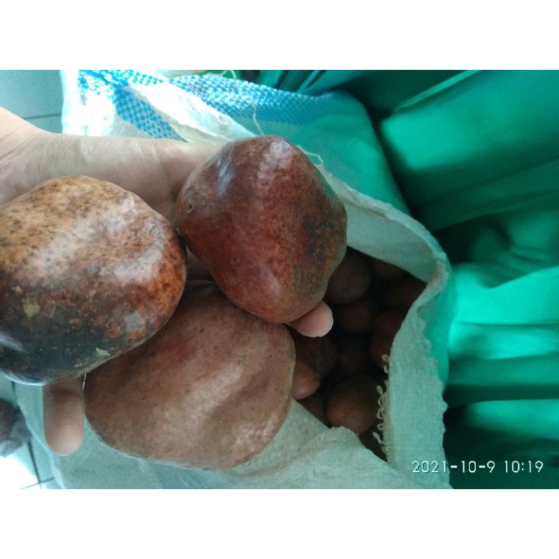 

buah Zuriat