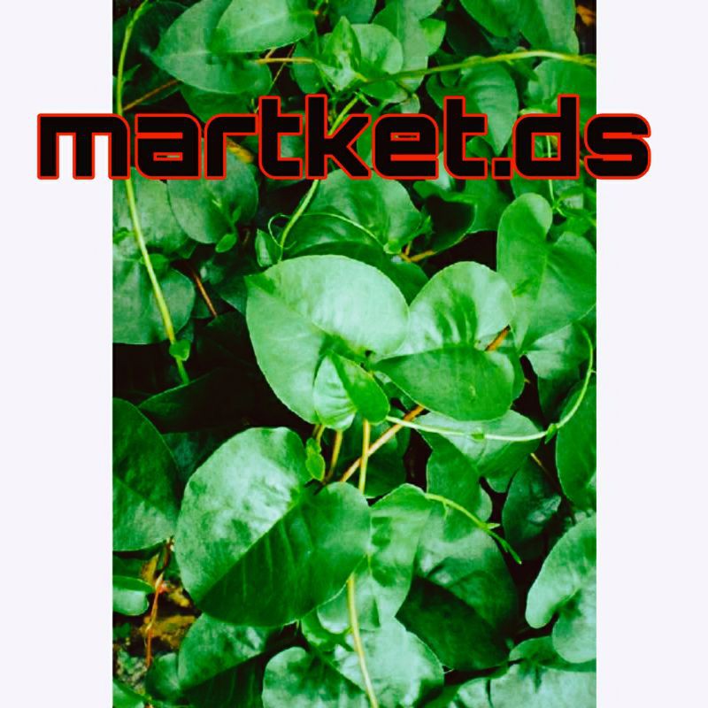 

Daun binahong SEGAR murah