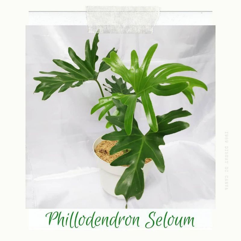 Tanaman Bunga Hias PhiloDendron/Philo jari Tanaman Hias Monstera