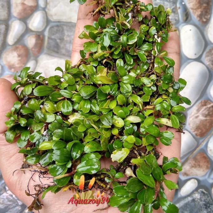 Terbaru Bucephalandra Super Mini Buce Super Mini Tanaman Aquascape Terlaris