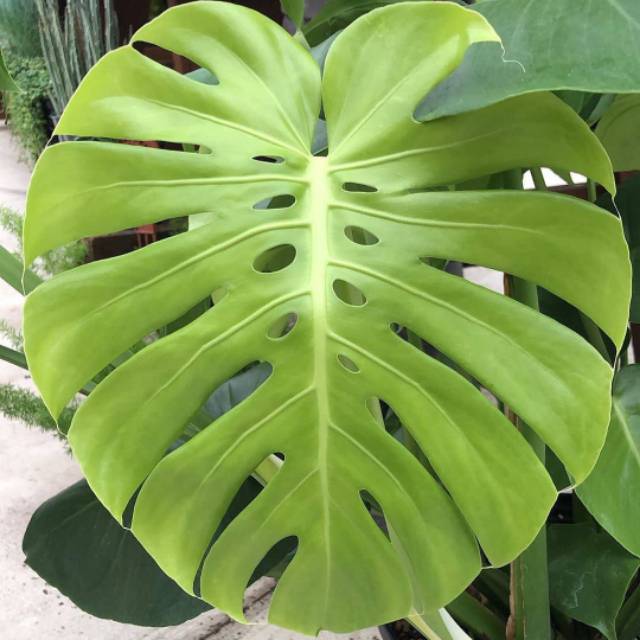 Tanaman Monstera Giant Bibit Tanaman Hias Monstera King Tanaman Philodendron Shopee Indonesia