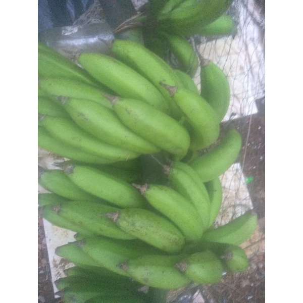 

pisang bangka