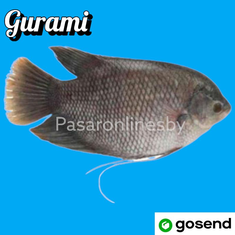 

PASAR GUBENG - Ikan Gurami Segar