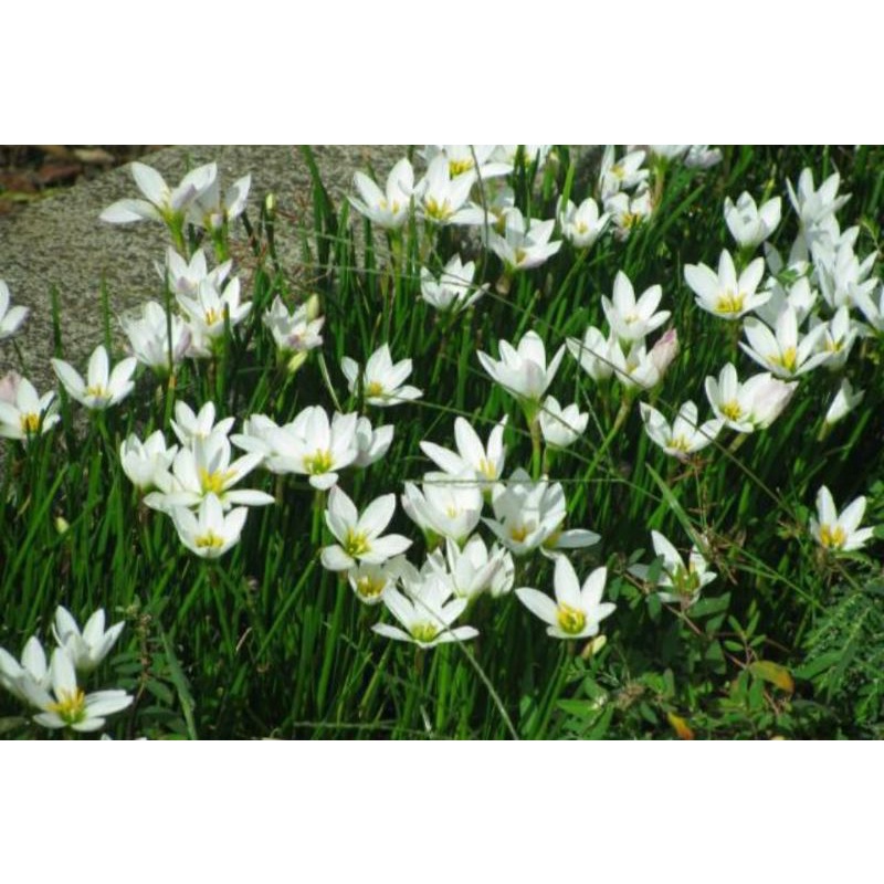 TANAMAN LILY BUNGA KUCAI TULIP