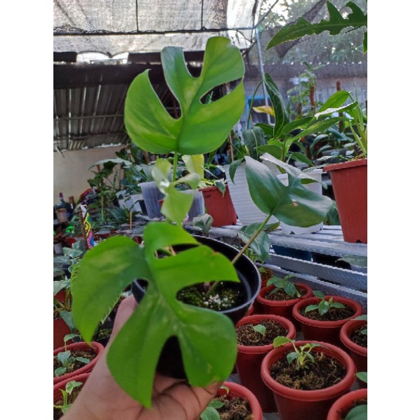 Tetra sperma