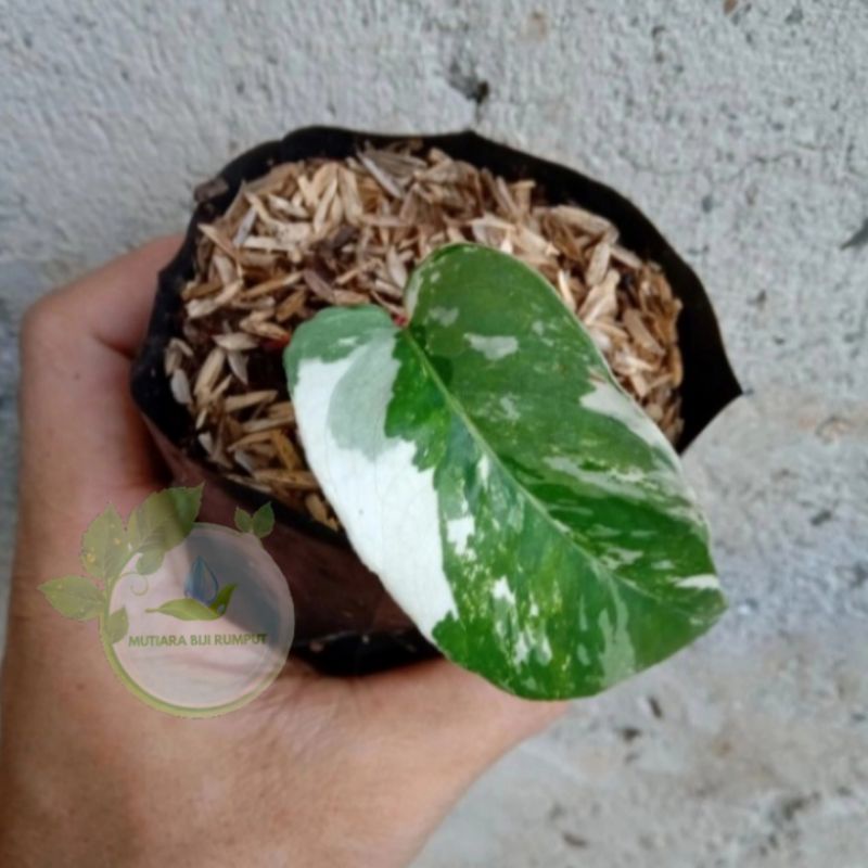 bibit tanaman ekor naga varigata