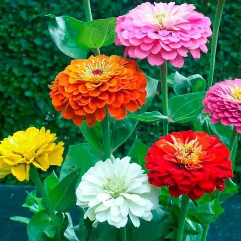 Berbunga Tanaman Zinnia Tumpuk dan Single