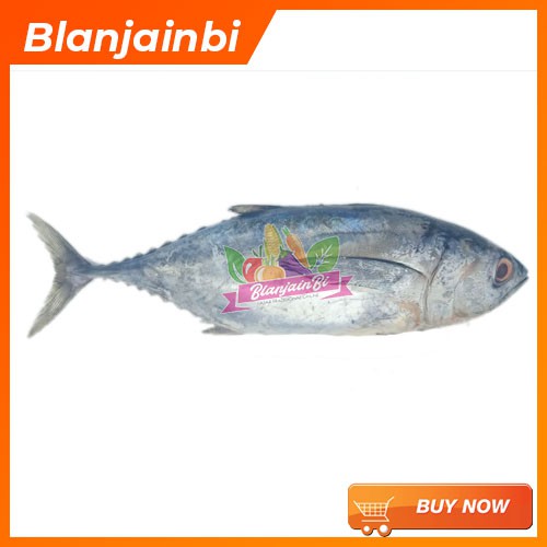 

Ikan Tongkol Segar Bandung Area