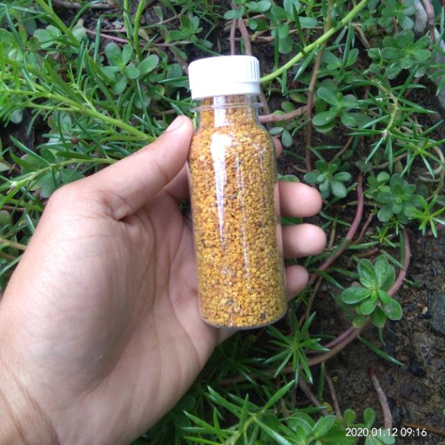 

Beepolen,beepollen,bepolen,bepollen,bipolen