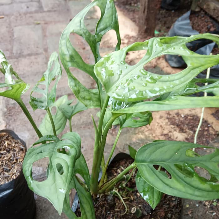 Monstera obliqua - Tanaman hias indoor plant