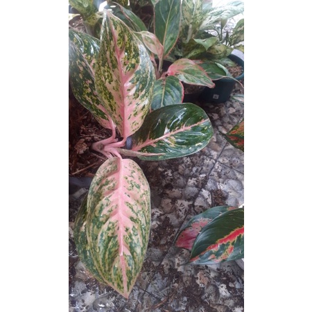 aglaonema twinkle pink