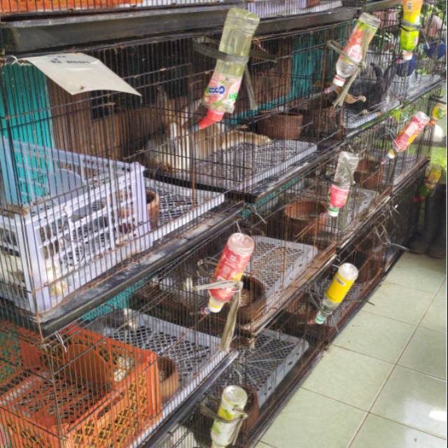 Jual indukan kelinci lokal borongan
