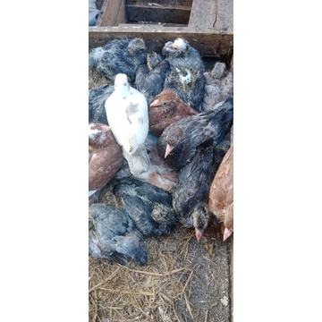 burung dara hidup buat konsumsi/ritual pelepasan 1ekor