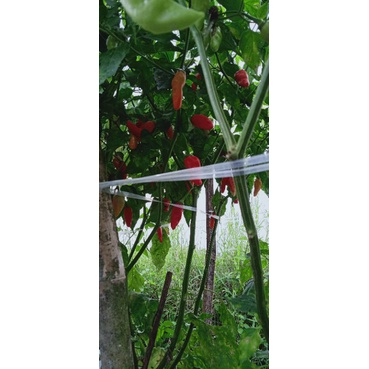 

cabe prenthul lokal (Banyuwangi). proses sendiri kemasan 30 gram