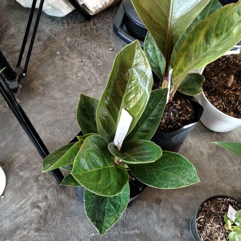 anturium jemani mangkok lemon