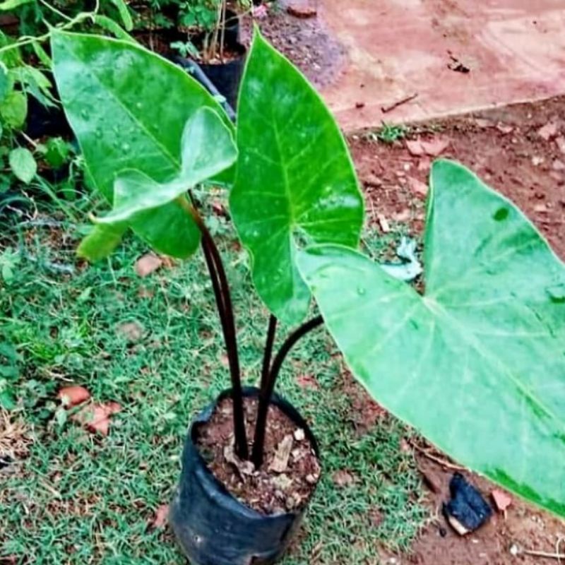 pohon sente batang hitam/talas batang hitam