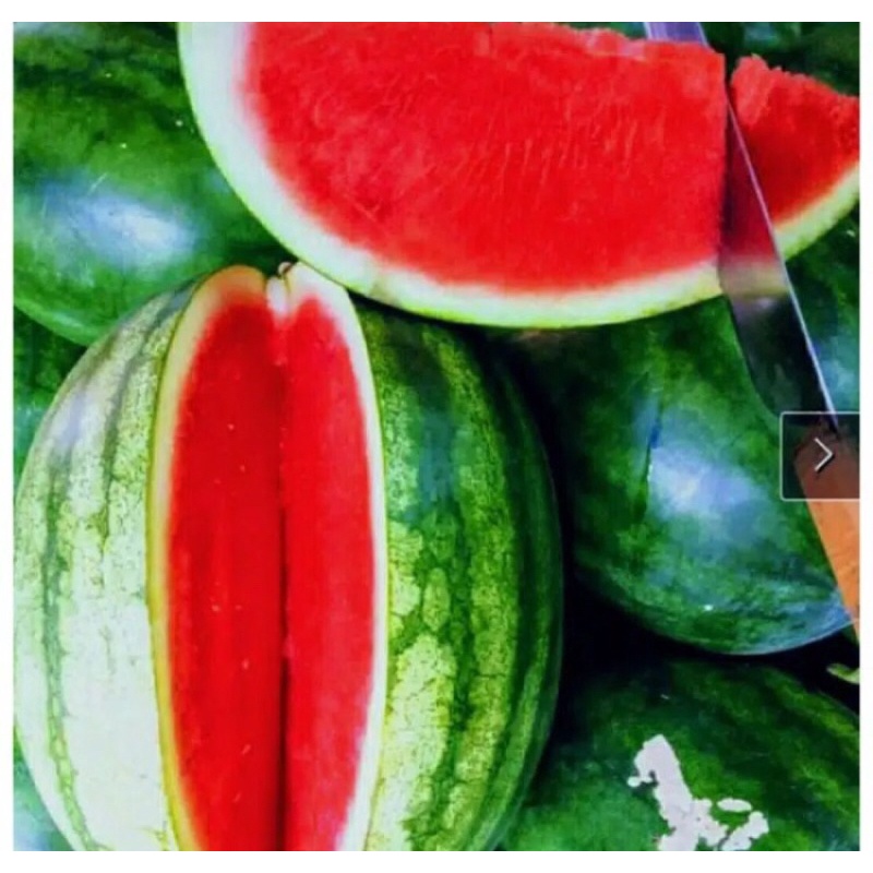 

Semangka Merah Non Biji Per Buah