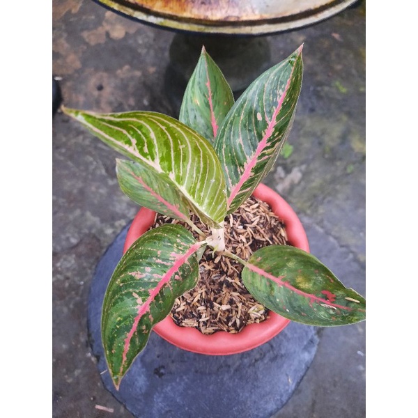 Aglonema Green Legacy