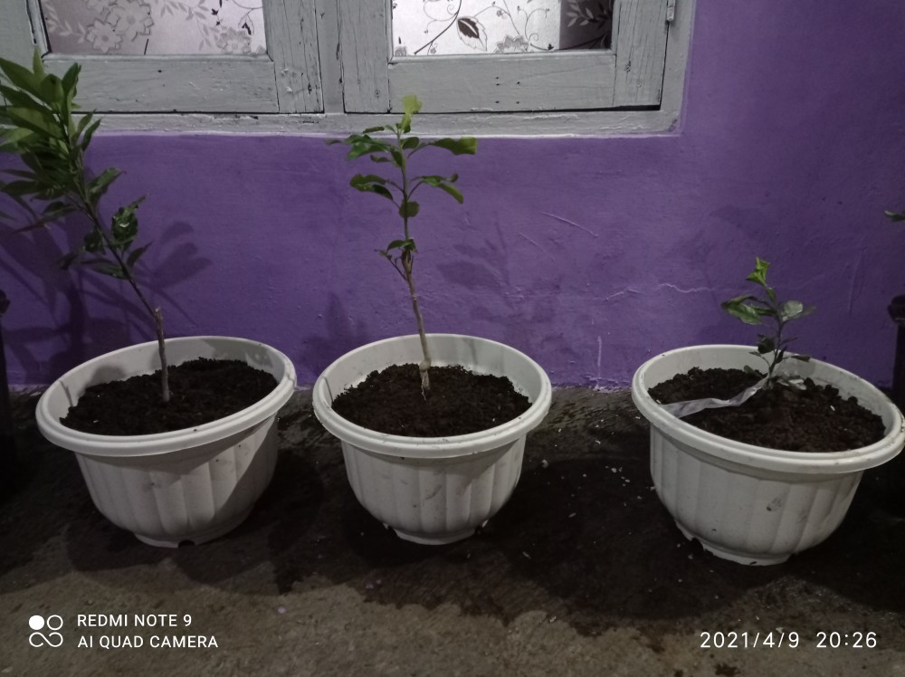 Bibit Buah Jeruk Limo / Limau