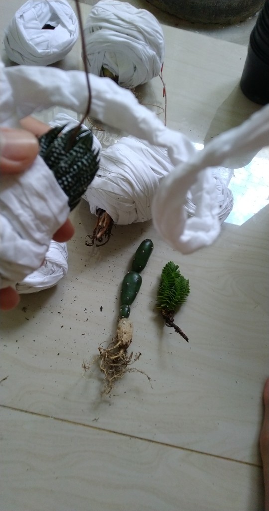 Paket Tanaman Hias Sukulen Sekulen Medium Random