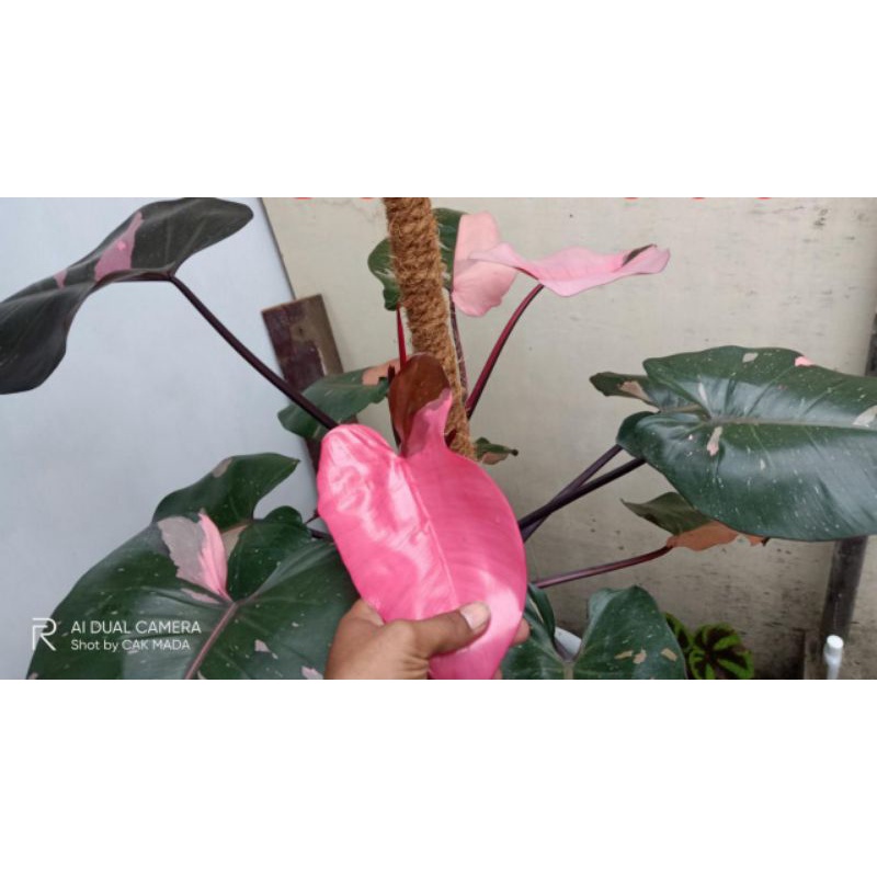 Philo pink princess ekonomis kode Z,F