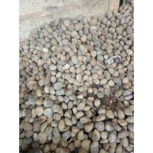 

buah picung,
