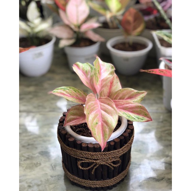 tanaman hias aglonema anakan bidadari