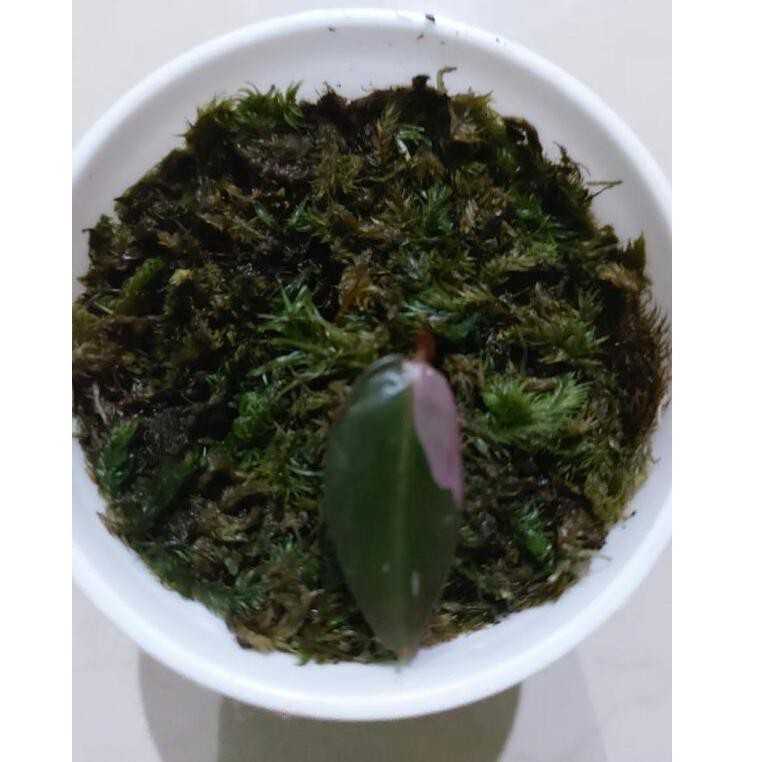 Superr..nyaman Pink Princess / Philodendron Pink Princess cutting realY58H04