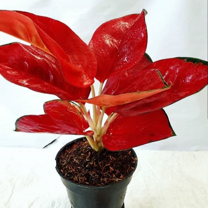 tanaman hias aglonema suksom jaipong - pohon sucsom jaipong - aglonema