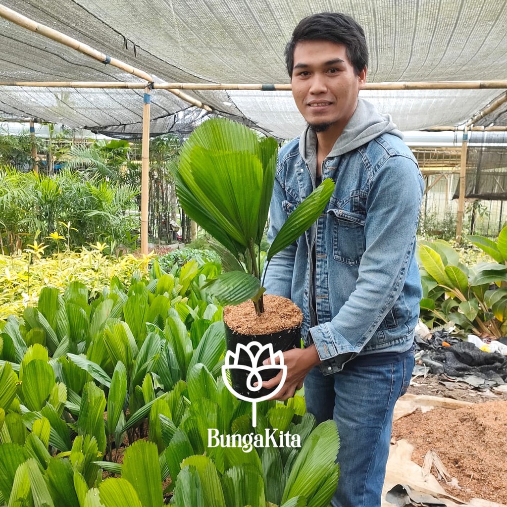 POHON PALEM KIPAS | LICUALA GRANDIS