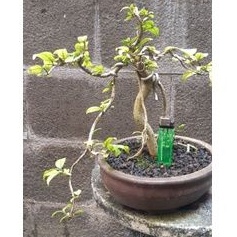 Bonsai Mame Anting Putri