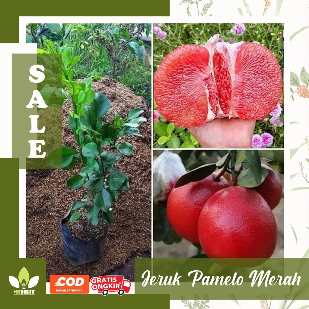 BIBIT BUAH JERUK PAMELO MERAH - RED PAMELO THAILAND