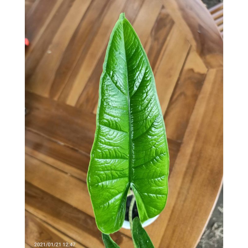 Alocasia Karpet Sulawesi