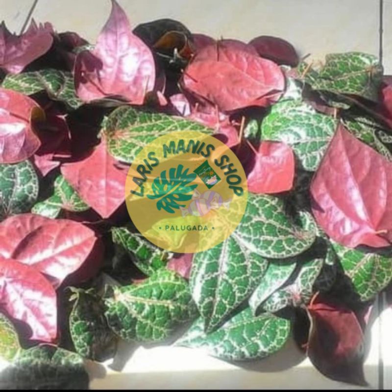 

SIRIH MERAH HERBAL - SEGAR