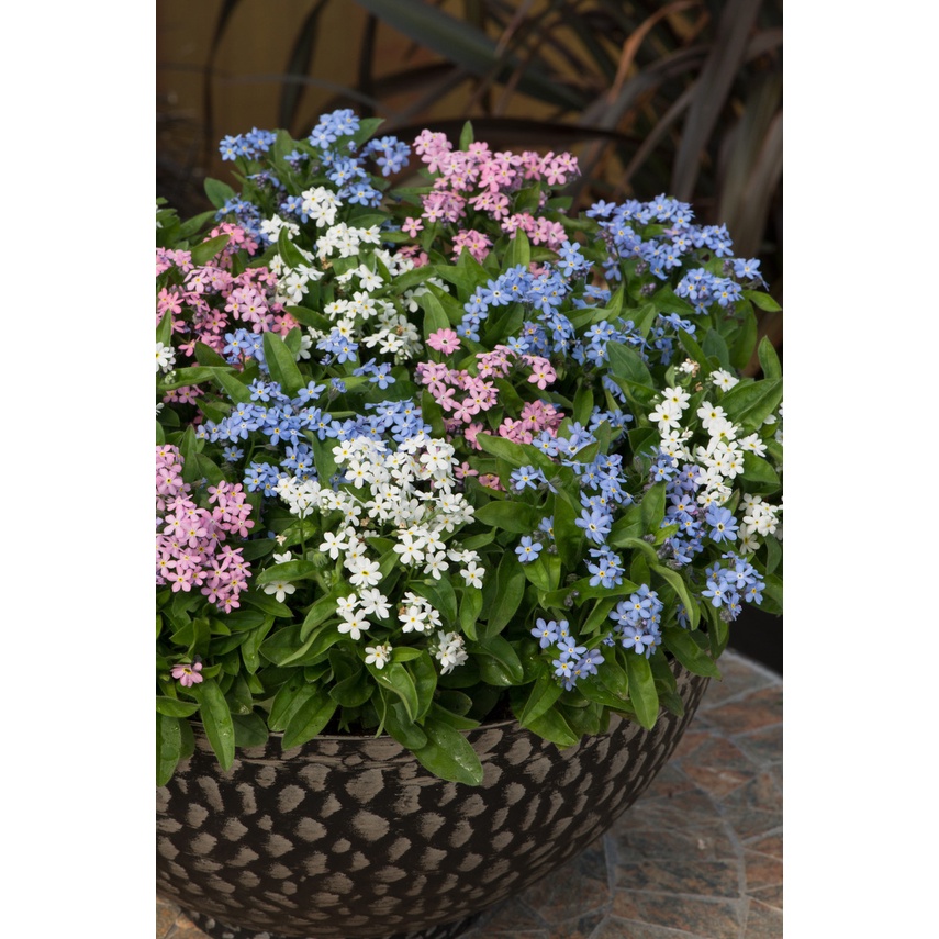 Benih Bibit Biji - Bunga Forget Me Not Mixed Color Flower Seeds - IMPORT