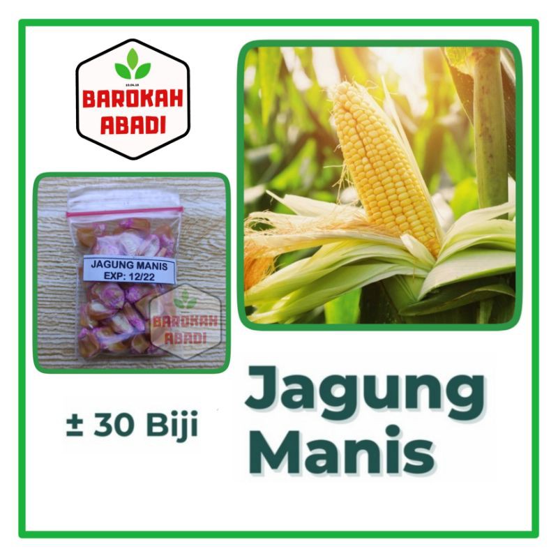 30 Benih Jagung Manis Super Unggul Baruna Sayuran Garuda Seed - Bibit Tanaman Sayur