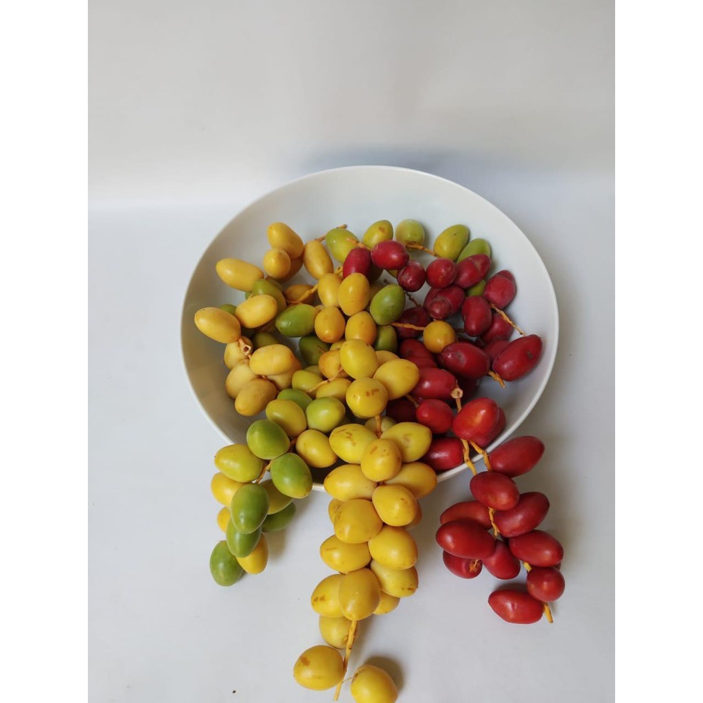 

Kurma Muda PROMIL