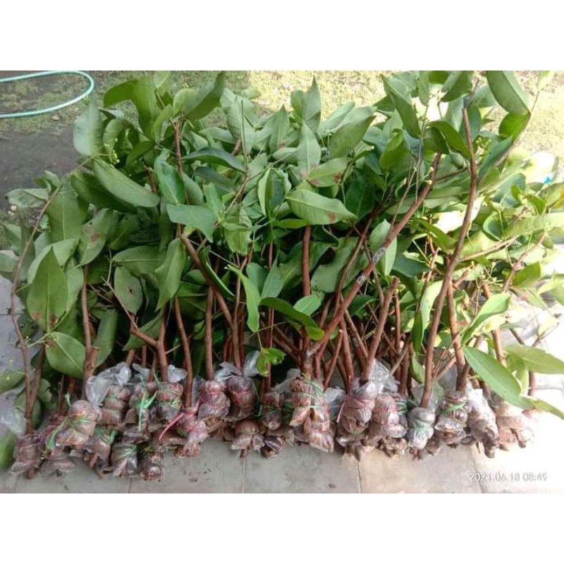 cangkok jambu citra jumbo