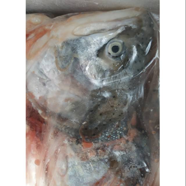 

Kepala ikan salmon