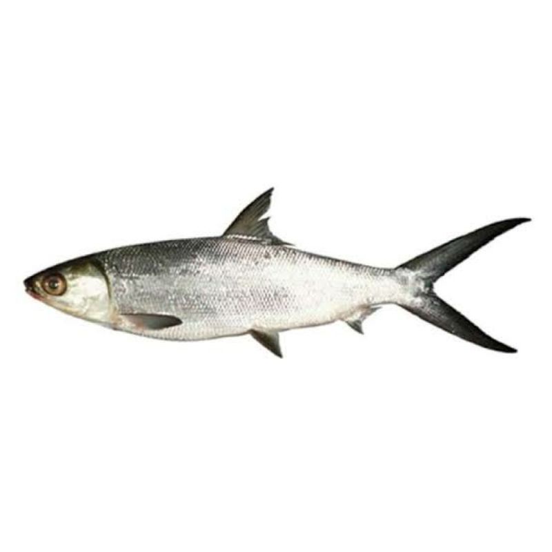 

Ikan Bandeng / ekor
