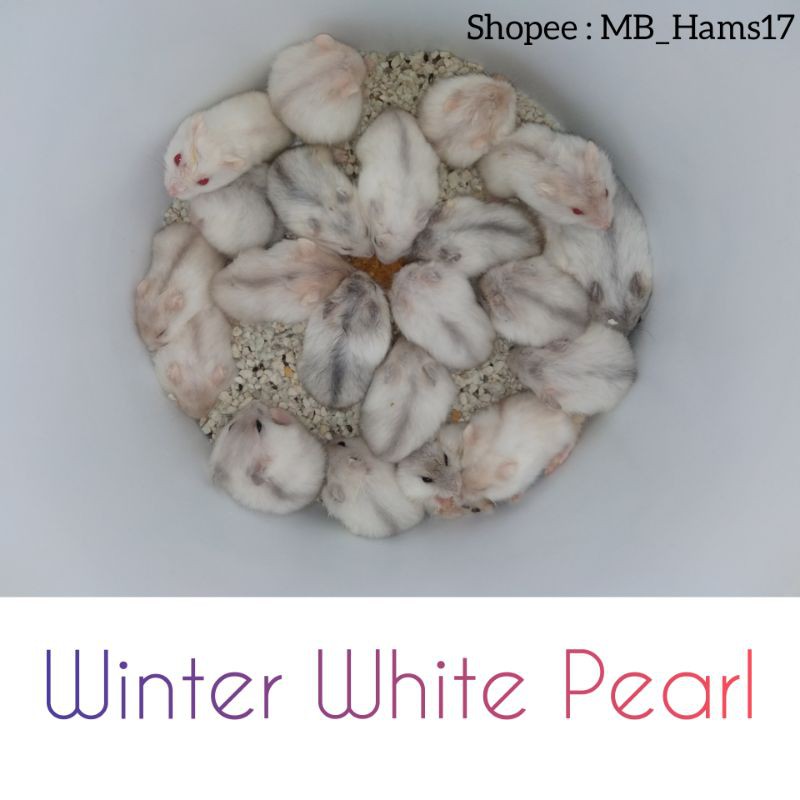 Hamster Winter White Pearl Murah/ Termurah